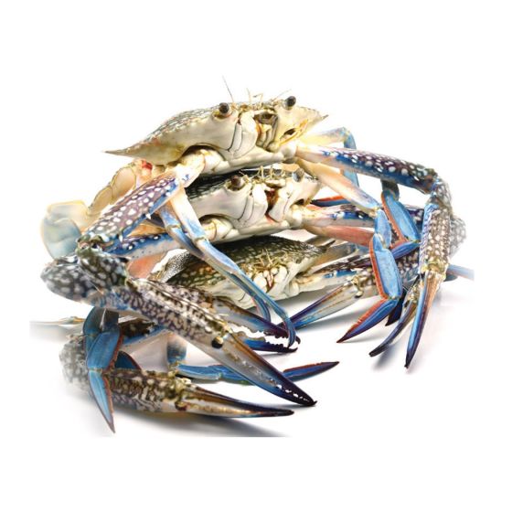 CRAB BLUE DOHA